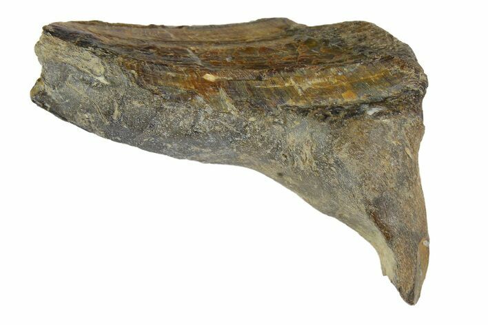 Fossil Enchodus Jaw Section - Texas #164786